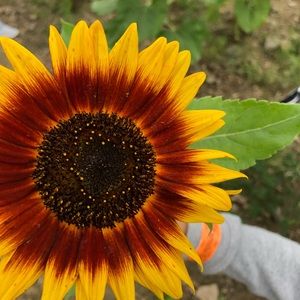 Meet your Posher, Lindsey